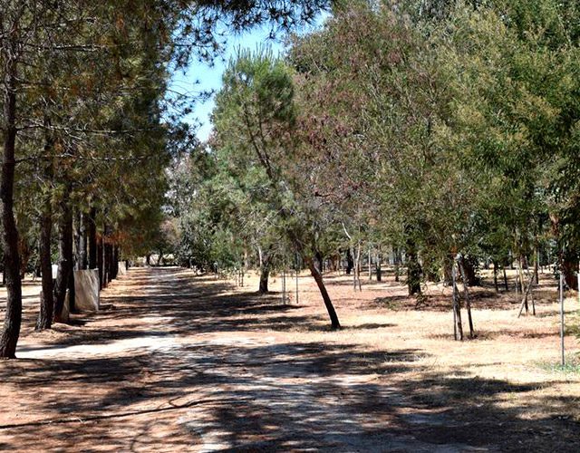 camping-paradella-02