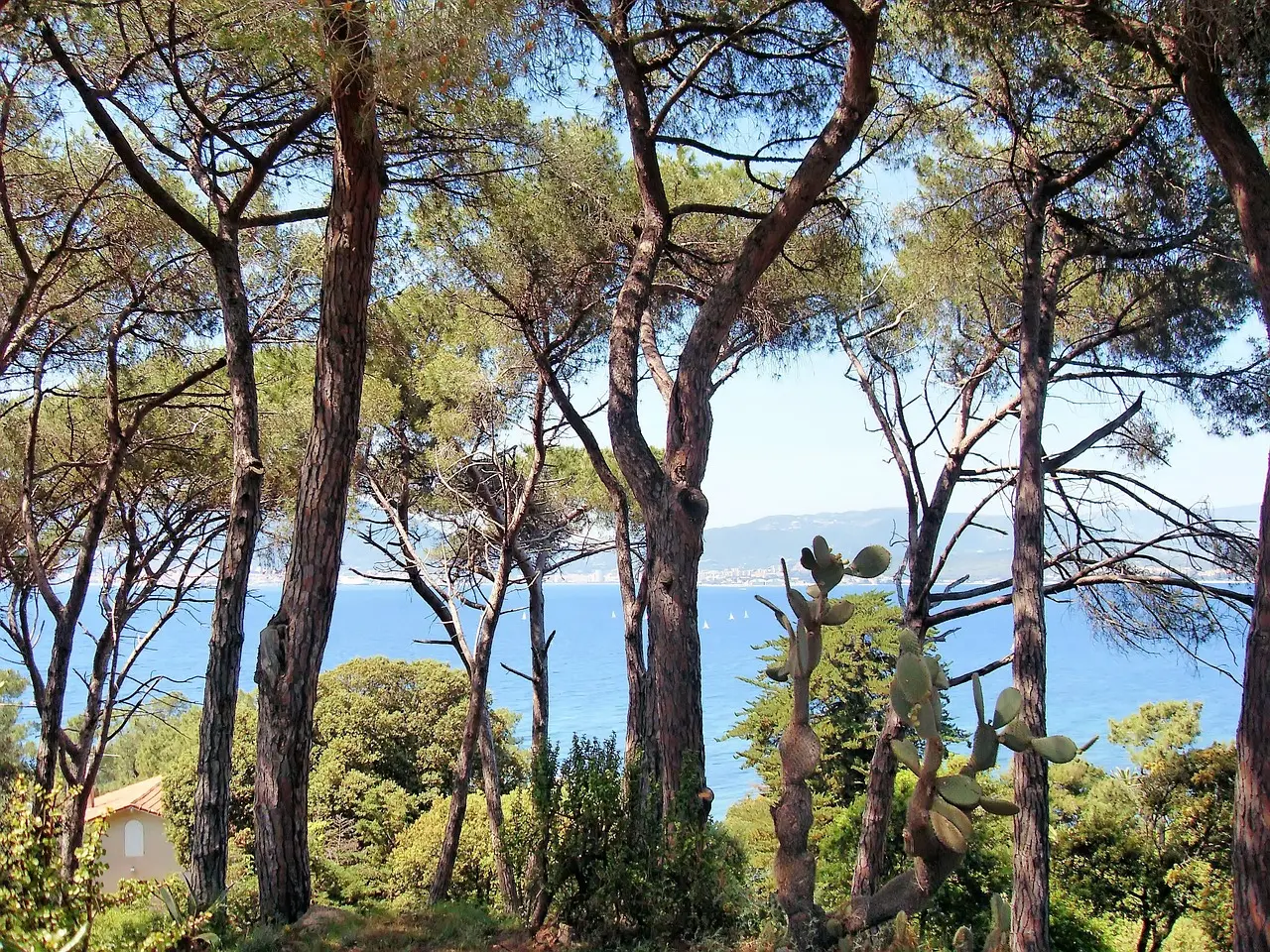 beaute-naturelle-dajaccio-avec-vue-sur-la-mer Pins majestueux bordant le littoral d'Ajaccio face à la mer méditerranée, créant une atmosphère de tranquillité idéale pour un moment de paix.